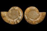 Orange, Crystal Filled, Cut Ammonite Fossil - Jurassic #168534-5